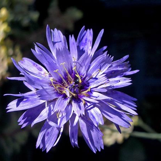 Catananche caerulea