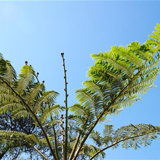 Cyathea cooperi Cyathea cooperi