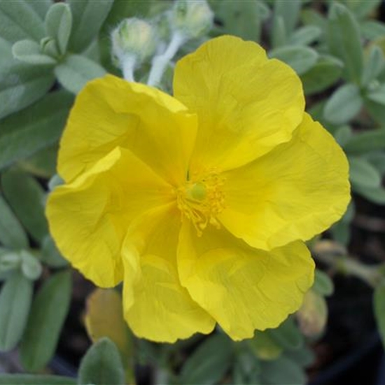 Helianthemum 'Praecox' Helianthemum 'Praecox'