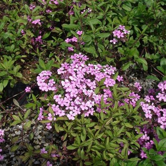 Saponaria ocymoides 'Splendens'