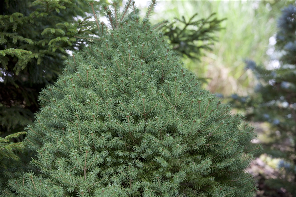 dünger für cannabispflanzen outdoor Bobs Hanfglück