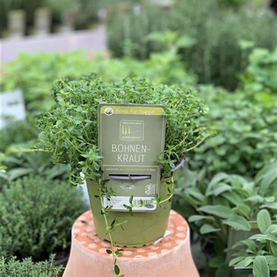 Satureja montana 'Aromakugel'