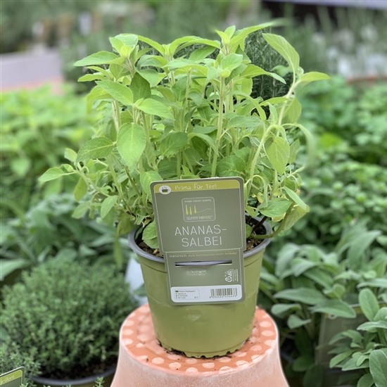 Salvia officinalis 'Maxima'