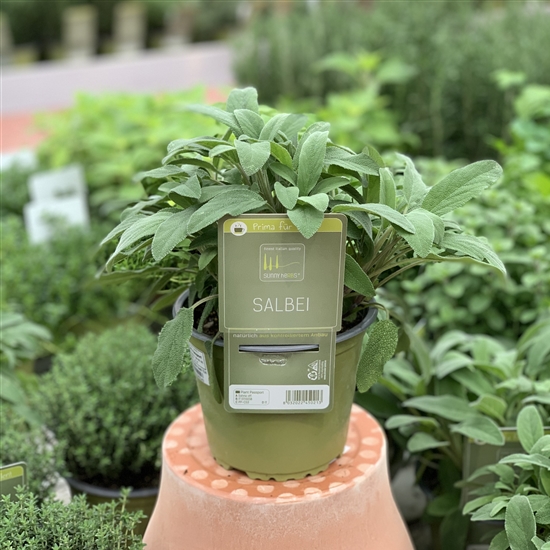 Salvia officinalis Salvia officinalis