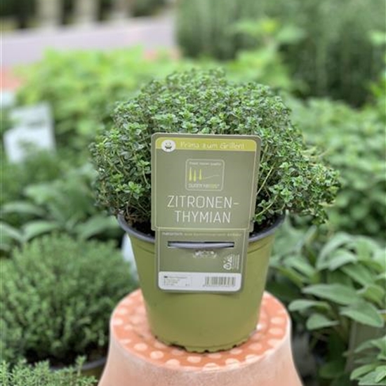 Thymus citriodorus (x) Thymus citriodorus (x)