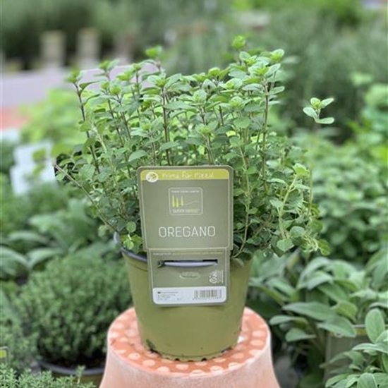 Origanum vulgare Origanum vulgare
