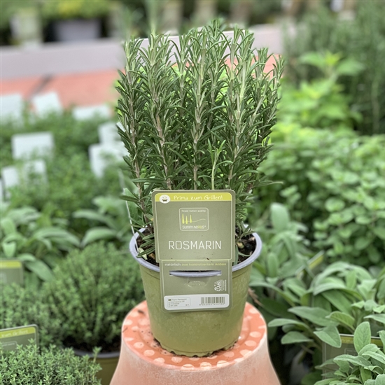Rosmarinus officinalis 'Thulä', Rosmarin Gewürz Gartenpflanzen Daepp