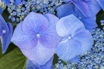 Hydrangea macrophylla 'Blaumeise' Hydrangea macrophylla 'Blaumeise'