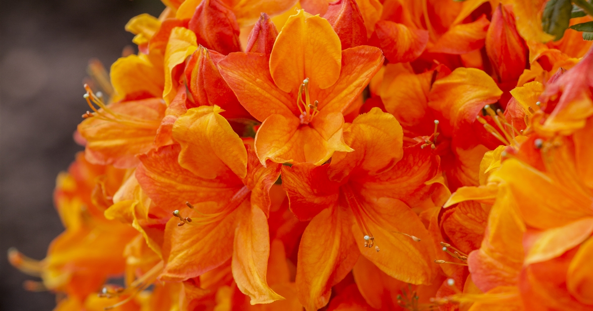 Rhododendron (Mollis Azalee) 'Klondyke', Sommergrne Azalee 'Klondyke' -  Gartenpflanzen Daepp