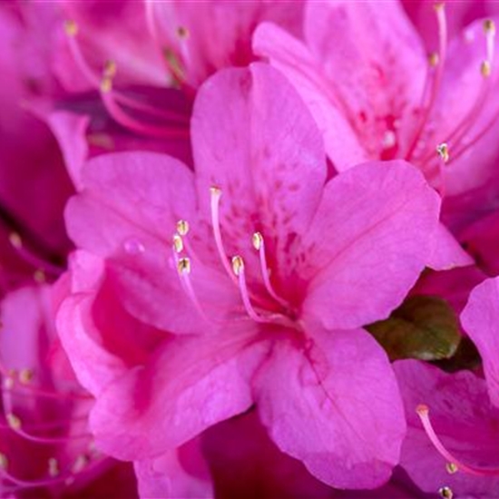 Rhododendron (Japanische Azalee) 'Diamant Purpur'