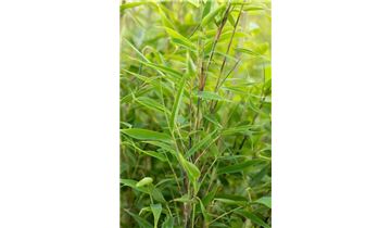 Gartenpflanzen Daepp