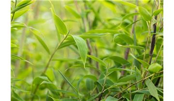 Gartenpflanzen Daepp