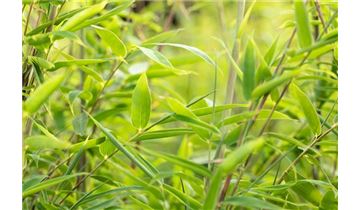 Gartenpflanzen Daepp