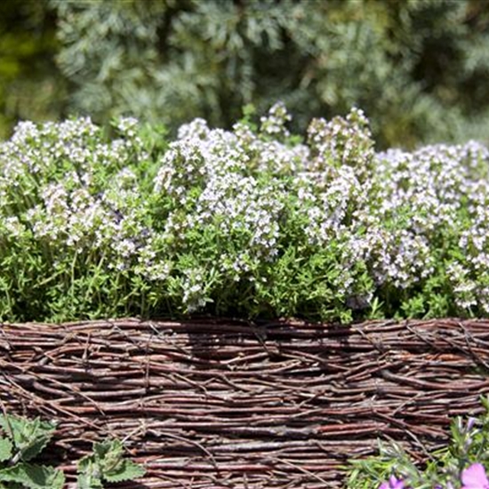 Thymus vulgaris Thymus vulgaris