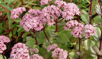 Bildvorschau