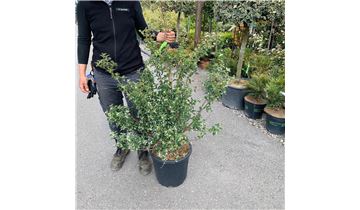 Gartenpflanzen Daepp