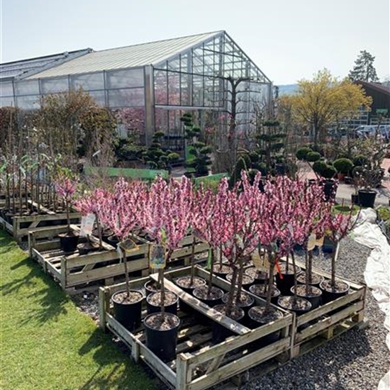 Prunus persica 'Amber Pix Zee' Prunus persica 'Amber Pix Zee'