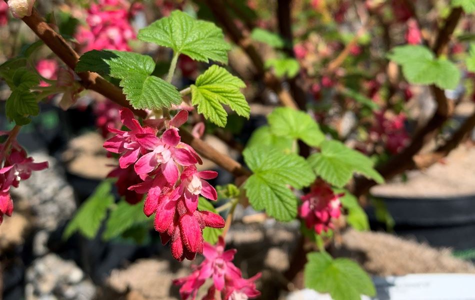 Ribes sanguineum 'King Edward VII'