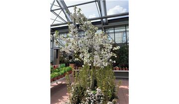 Gartenpflanzen Daepp