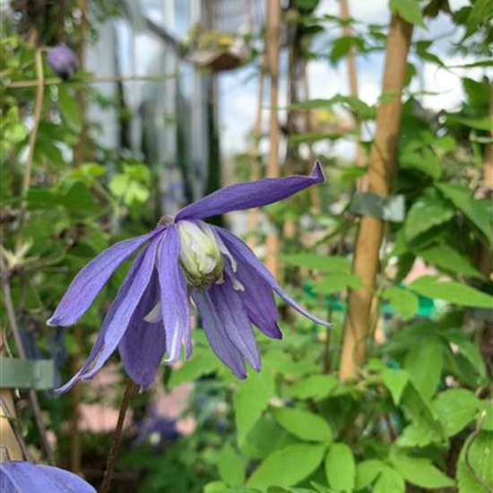 Clematis alpina Clematis alpina