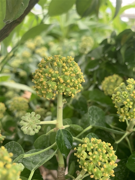 Hedera hibernica 'Arbori Compact', Irlndischer Efeu - Gartenpflanzen Daepp