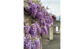 Gartenpflanzen Daepp