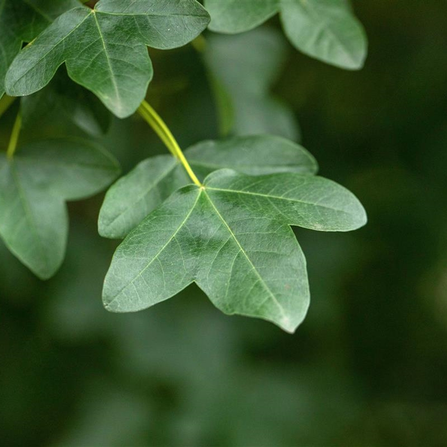 Acer monspessulanum Acer monspessulanum
