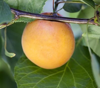 Prunus armeniaca 'Goldrich'