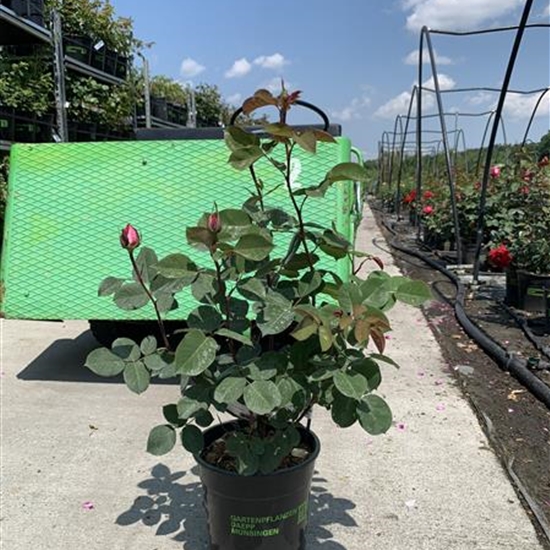 Rosa (Teehybride) 'Acapella' Rosa (Teehybride) 'Acapella'