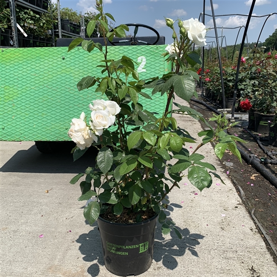 Rosa (Teehybride) 'Annapurna' Rosa (Teehybride) 'Annapurna'