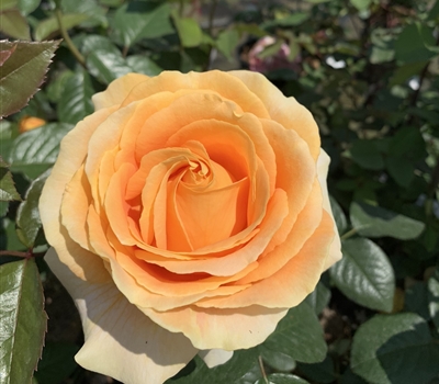 Rosa (Teehybride) 'Candlelight' Rosa (Teehybride) 'Candlelight'