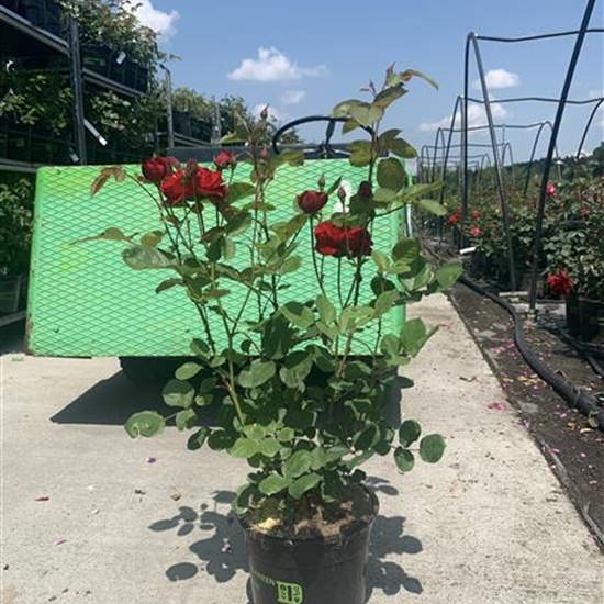 Rosa (Floribundarose) 'Lily Marleen' Rosa (Floribundarose) 'Lily Marleen'