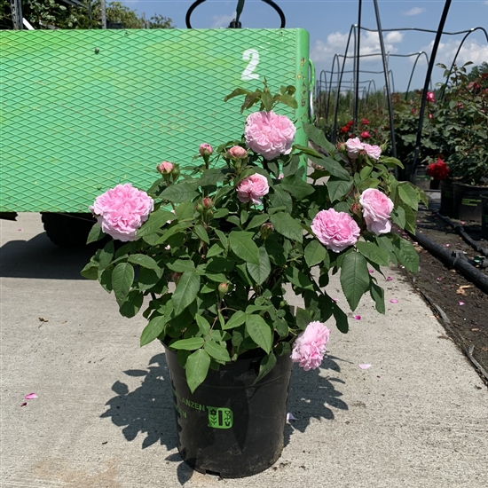 Rosa (Strauchrose) 'Jacques Cartier' Rosa (Strauchrose) 'Jacques Cartier'