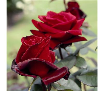 Rosa (Teehybride) 'Barkarole' Rosa (Teehybride) 'Barkarole'