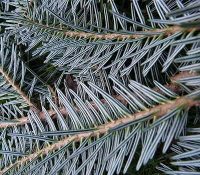Abies alba
