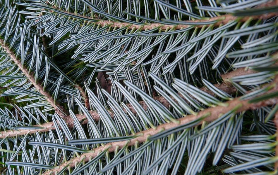 Abies alba Abies alba