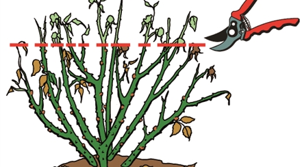 Rosenpflege-01.tif