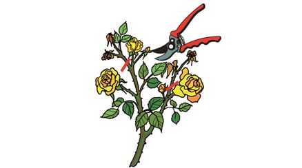 Rosenpflege-03.tif