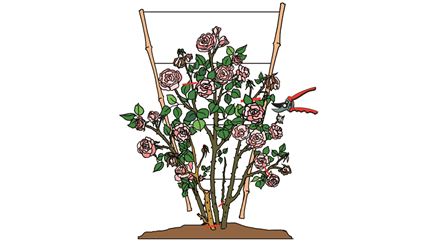 Rosenpflege-04.tif