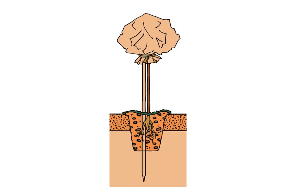 Rosenpflege-05.tif