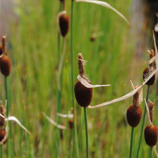 Typha minima Typha minima
