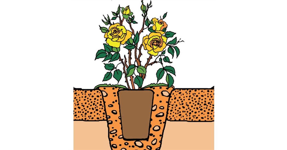 Rosen im Container - Gartenpflanzen Daepp