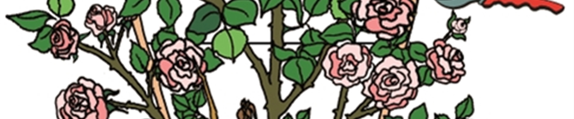 Rosenpflege-04-0-68-485-485.tif