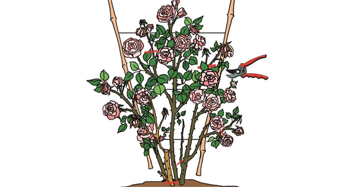 Rosen - Gartenpflanzen Daepp