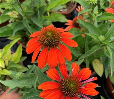 Echinacea purpurea 'Sombrero Adobe Orange'