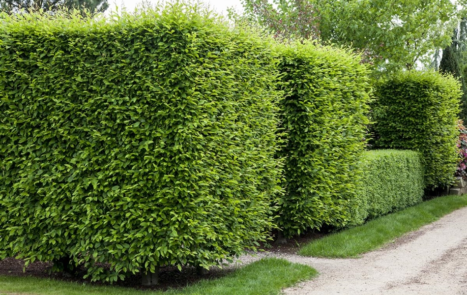 Carpinus betulus Carpinus betulus