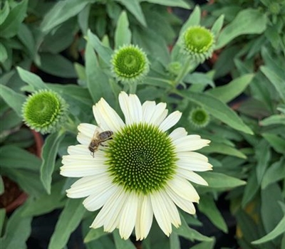 Echinacea purpurea 'White Pearl' Echinacea purpurea 'White Pearl'