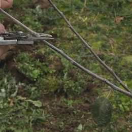 Apfelbaum - Pflanzschnitt