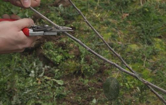 Apfelbaum - Pflanzschnitt Apfelbaum - Pflanzschnitt