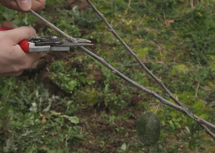 Apfelbaum - Pflanzschnitt